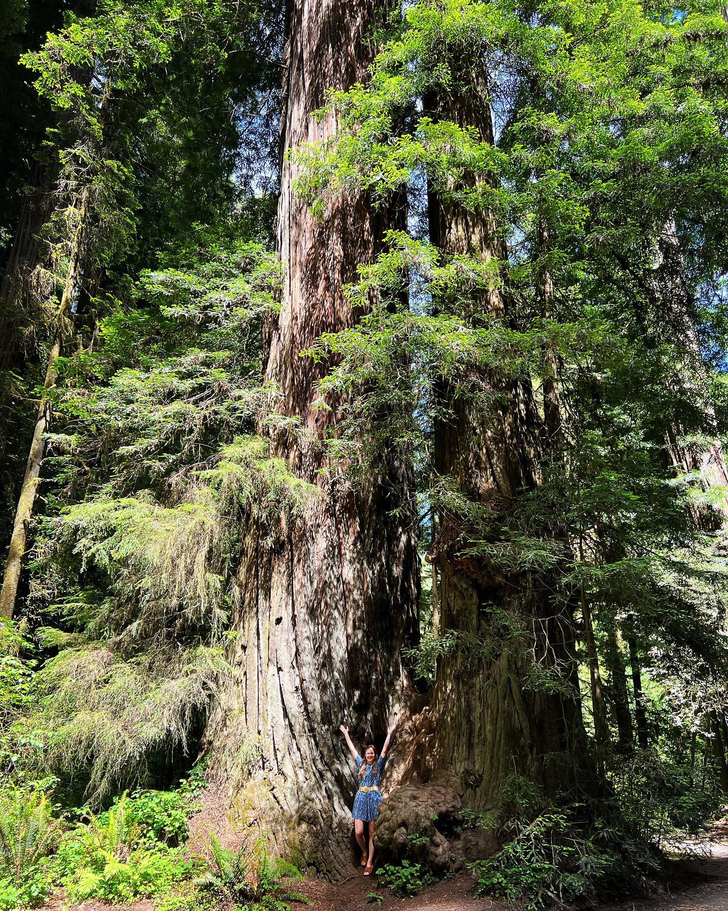 Right at the tippy-top of California lies Jedediah Smith Redwoods State Park where you can wander through a forest of remaining old-growth redwoods. Tall giants that have been around for 500 to 700 years! Honestly pictures don’t do justice but make sure to visit a redwood forest when you’re in California! 🇺🇸 
.
.
#redwoods #oldgrowthforest #forest #california #usa #roadtrip #feelingsmall #jedediahsmithstatepark #statepark #forest #treehugger #naturelovers #protectnature #bekind #sequoia #trees #lushgreen #wandering #woods #oregon #unitedstates #campertrip #camping #tall #giants #reizen #rondreis #reisfotografie #reisblogger #reistypje