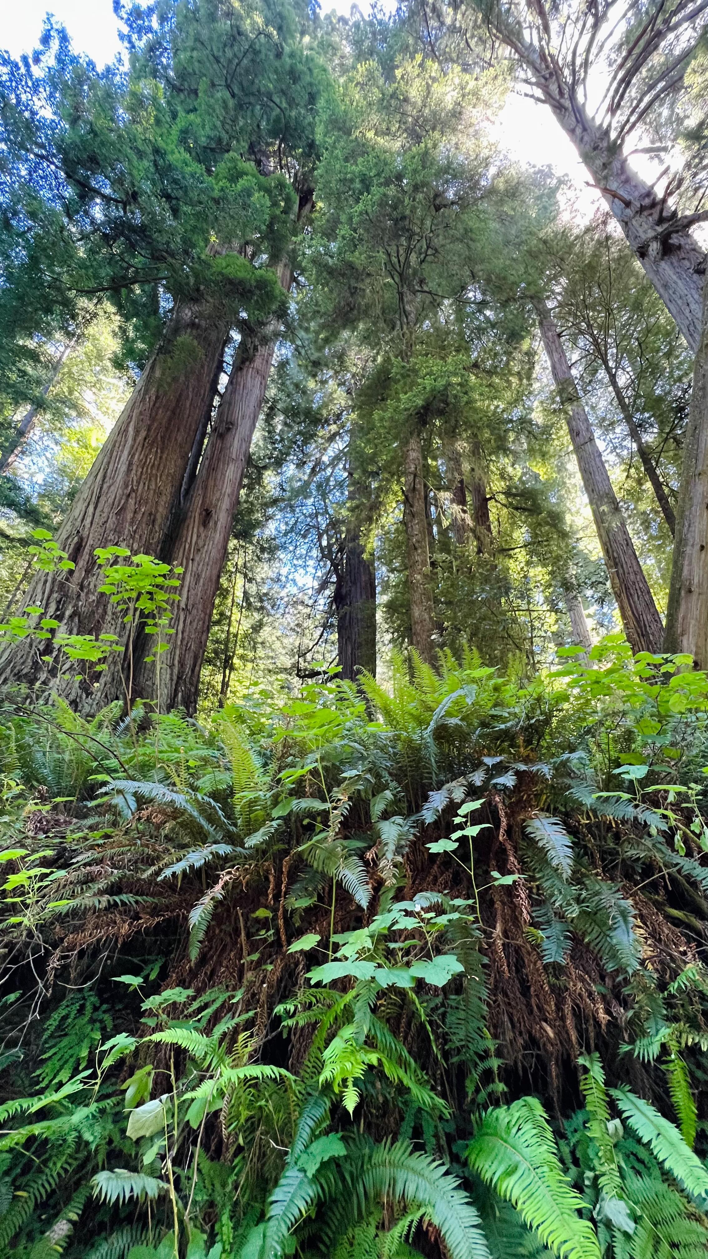 Towering trees in a lush green forest 🌿 If you’re interested in seeing old-growth redwoods, you’ll love this spot in Northern California! 
.
.
#california #redwoods #californication #nature #treehugger #traveltips #hike #roadtrip #pnw #explore #usa #instatravel #reizen #camperlife #reistypje